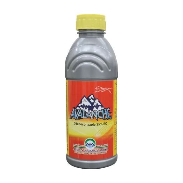 Avalanche